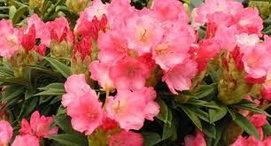 We did not find results for: Best Tips For Growing Azaleas Rhododendrons And Camellias Hayes Garden World
