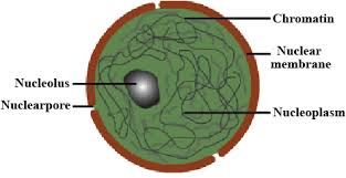 Draw a well labelled diagram of plant cell class 9. Draw A Well Labelled Diagram Of An Eukaryotic Nucleus How Is It Different From Nucleoid