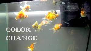 Ryukin Goldfish Fry Color Change 3 Months Update Ryukin Goldfish Goldfish Color Change