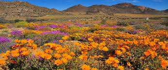 MyBestPlace - Namaqua National Park, the Magical Blooming Desert of South  Africa