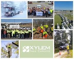 Xylem Tree Experts