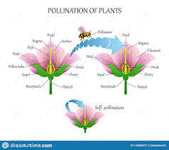 Pollinating Plants With Insects And Self Pollination Flower Anatomy Education Diagram Botanical Biology Banner V Flower Anatomy Plant Insects Biology Plants
