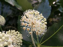 In nature it can attain a height to. Fatsia