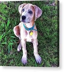 This page is meant to bring awareness to special needs animals, demonstrating that they can live ful Fawn Merle Great Dane Acrylic Print By Samantha Huynh