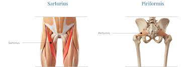 The thigh bone or femur and the pelvis join to form the hip joint. Tendinitis And Bursitis Treatment Cincinnati Tendinitis Dayton Oh