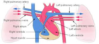 Unlike humans, the four parts of a fish heart do not form a single organ. Circulatory Systems In Animals Transport Systems In Animals Siyavula