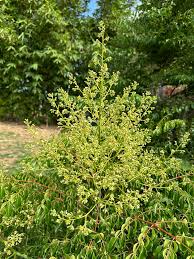 Image result for Erythrophysa