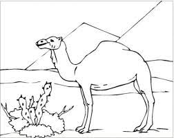 This animal coloring pages are fun way to teach your kids about animal. Desert Animals Coloring Desert Animals Animal Coloring Pages