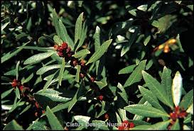 Image result for Myrica spathulata