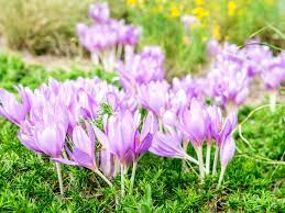 Early spring colors include blue, lavender, purple, and yellow. 14 Best Landscape Plants With Purple Flowers