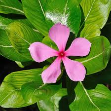 Vincristine is a vinca alkaloid used to treat acute leukemia, malignant lymphoma, hodgkin's initially, extracts of the periwinkle plant (catharanthus roseus) were investigated because of vincristine has some immunosuppressant effect. Vinblastine Vincristine And L Dopa Useful Plant Chemicals Youmemindbody