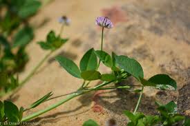 Image result for Trifolium isthmocarpum