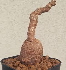 Image result for Euphorbia eranthes