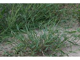Image result for Urochloa