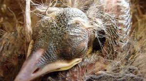Baby Robins Hd Video Pictures Eggs To Flight In 14 Days