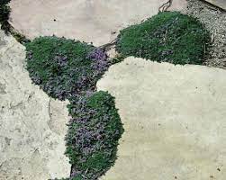 Thymus Serpyllum Minus Elfin Thyme Thyme Plant Lawn Alternatives