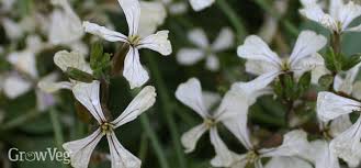 Enjoy the entire plant, with its edible flowers and seed pods. Growing Arugula In Your Vegetable Garden