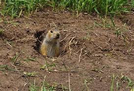 The one way to get rid of gophers consistently. What Does Gopher Damage Look Like