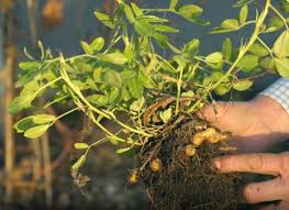Arachide Semer Et Cultiver Des Cacahuetes Cultiver Boutures Plante Annuelle