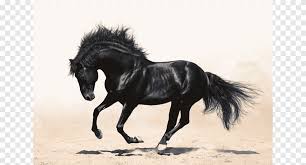 Cheval Andalou Cheval Arabe Chevalet Galop Et Etalon Cheval Graphique Cheval Blanc Png Pngegg Votre restaurant vous accueille chaque midi du mardi au dimanche pour un plat, un. cheval graphique cheval blanc png