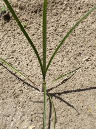 Image result for Cyperus nuerensis