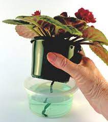 African Violet Care African Violet Care African Violets African Violet Pots