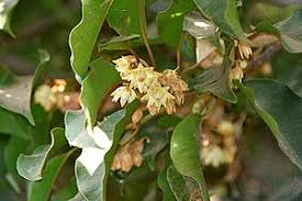 Image result for Mimusops obtusifolia