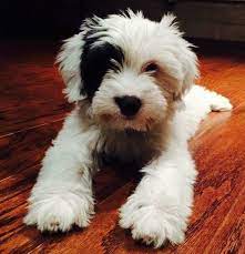 Tibetan Terrier Puppies For Sale Minneapolis Mn Tibetan Terrier Terrier Puppies Cute Dogs