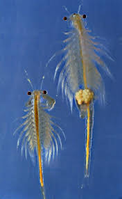 Brine Shrimp Or Sea Faries Brine Shrimp Ocean Creatures Sea Monkeys