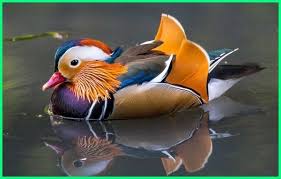 Check spelling or type a new query. 12 Jenis Burung Indah Di Alam Liar Tercantik Di Dunia Ekor9 Com Ekor9 Com Burung Burung Beo Alam