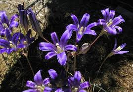We did not find results for: Favorite Purple Flowered Bulbs Pacific Bulb Society