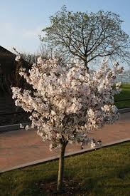 Prunus The Bride Ornamental Cherry Ornamental Cherry Small Garden Trees Uk Small Trees For Garden