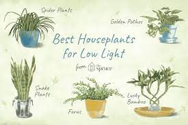 Led grow light for indoor plants,full spectrum dual head desk clip plant light for seedlings/seeds/succulents,adjustable gooseneck & timer setting. Low Light Indoor Plants For Your Home
