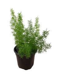 Image result for Asparagus natalensis