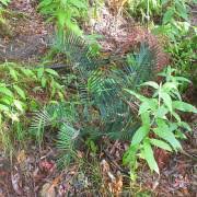 Image result for Cyphostemma kilimandscharicum