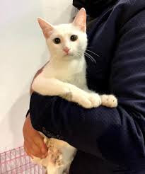 We can create a better world for animals and the people who love. Vets For Pets Home Facebook