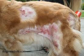 Check spelling or type a new query. Canine Hot Spots Moist Dermatitis Eczema