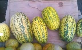 Image result for Cucumis meeusei