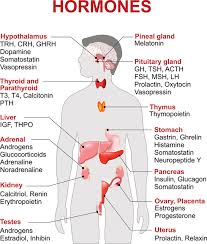 endocrine kids how different hormones affect your child