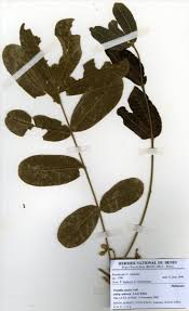 Image result for Trichilia prieuriana