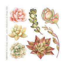 Watercolor Collection Of Succulents And Kalanchoe For Your Design Hand Drawn Illustration Art Print Nikiparonak Art Com Succulent Painting Succulents Drawing Succulents Illustration