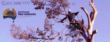 Remove All The Unwanted Trees In Your House For Beauty And Safety Reasons Removal Services Tree Removal Service Tree Removal