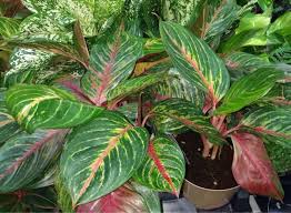 De 1,20 à 1,50 m. Aglaonema Entretien Culture