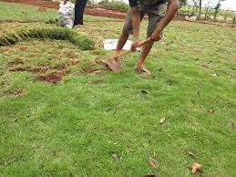 Salah satu jenis rumput hias untuk taman yang paling banyak diminati adalah rumput gajah mini. Jual Rumput Jepang Di Bogor Suryataman