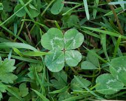 We offer an extraordinary number of hd images that will instantly freshen up your smartphone or. Four Leaf Clover Wikipedia