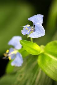 A list of beautiful natural flowers with blue colors. 11 Native Blue Flowers For The Garden Gardener S Path