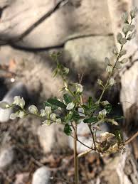 Image result for Argyrolobium tuberosum