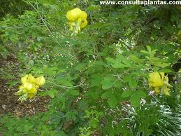 Image result for Rotala capensis