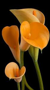 1.903 immagini gratis di bellissimi fiori. Rose Sfondi Per Telefono Bellissimi Novocom Top