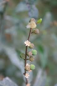 Image result for Clutia pulchella